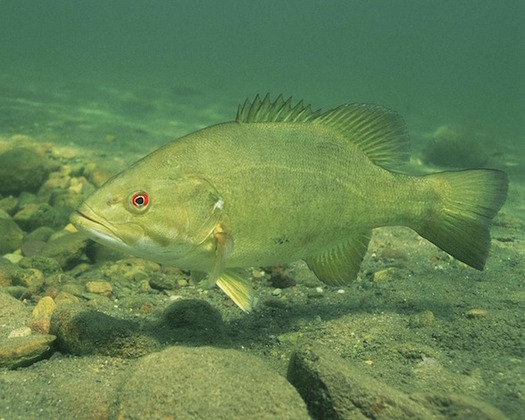 Selenium from pollution released by the Brunner Island coal plant might explain tumors and lesions found on smallmouth bass in local waterways, environmental activists say. (Maxpixel)