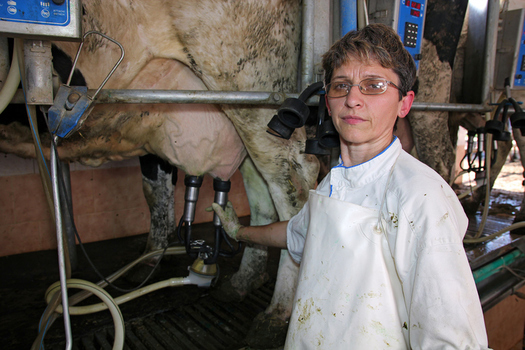What to do with nearly 1 million pounds of milk a day is a critical question for a group of Wisconsin dairy farmers. (RGtimeline/iStockPhoto.com)