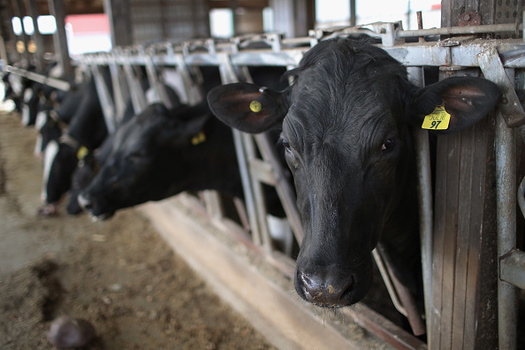 A number of undercover investigations have revealed cruel conditions for cows on dairy farms. (Scott Olson/GettyImages)