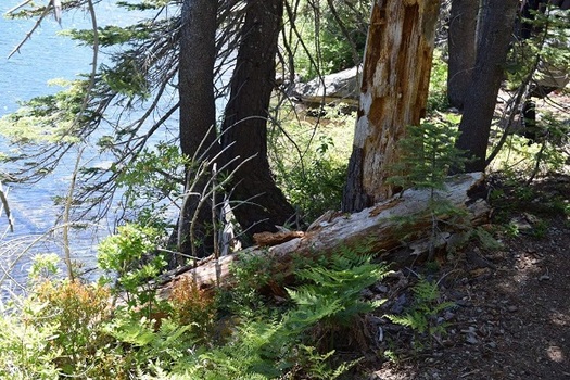 Downed trees found in old-growth forests put valuable nutrients back into the soil. (Virginia Carter)
