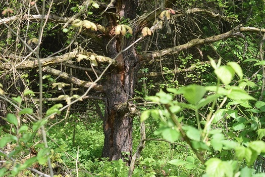 The Veterans Administration recently backed off of a plan to cut down ancient trees in Indiana to make way for a memorial. (Virginia Carter)