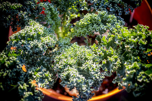 Farm workers are often paid for each bucket of kale they pick on North Carolina farms. (Dennis Amith/flickr.com)