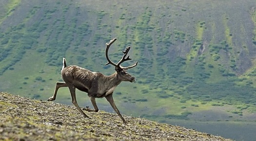Proposed drilling in the Arctic National Wildlife Refuge could disrupt the Porcupine caribou's migration and calving, advocates say. (Pixabay)