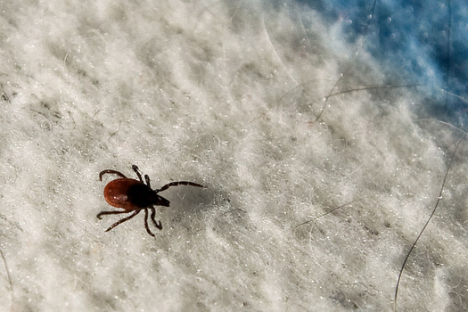 There are more ticks in Tennessee this summer because temperatures didn't drop as much during the winter months. Experts advise precautions. (Karolina Kabat/flickr)