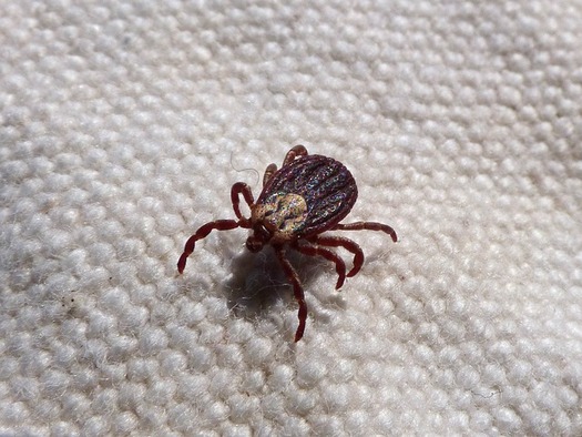 Wearing light-colored clothing can make it easier to find ticks you might pick up on a hike. (Pixabay)