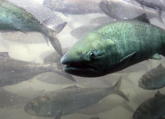 Suction dredge mining disrupts spawning and rearing areas for salmon. (Jeff T. Green/Getty Images)