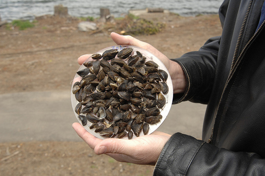 Invasive zebra mussels have been in the Great Lakes since the 1980s, crowding out native species and damaging the underwater environment. (U.S. Department of Agriculture)