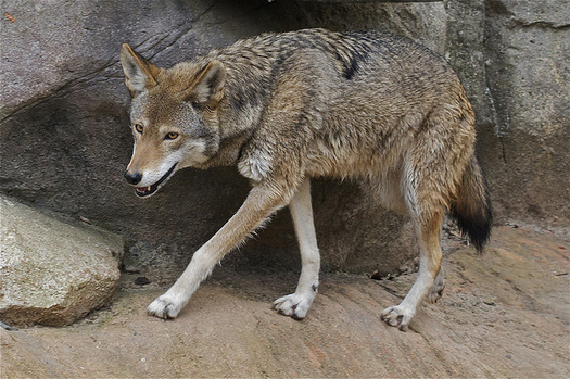 The U.S. Fish and Wildlife Service is taking public comment on the future of the Red Wolf Recovery Program. (Valerie/Flickr)