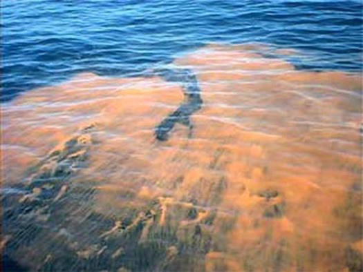 Yes, it's back. Algal blooms from nitrogen pollution can lead to massive fish kills in Long Island harbors and bays. (NOAA)
