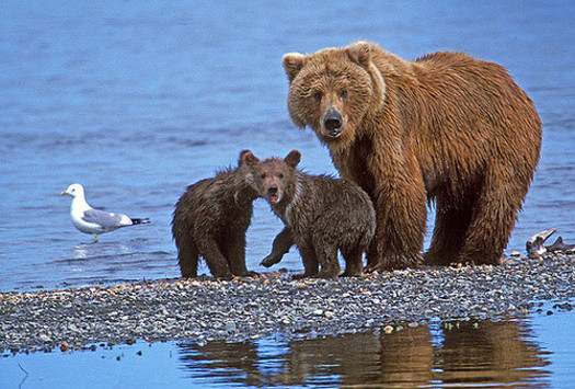 The U.S. Fish and Wildlife Service has taken grizzlies off the Endangered Species List after more than four decades of protection. (beingmyself/Flickr)