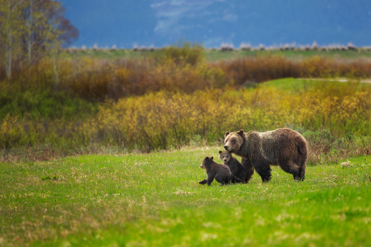 The U.S. Fish and Wildlife Service has taken grizzlies off the Endangered Species List after more than four decades of protection. (Getty Images)