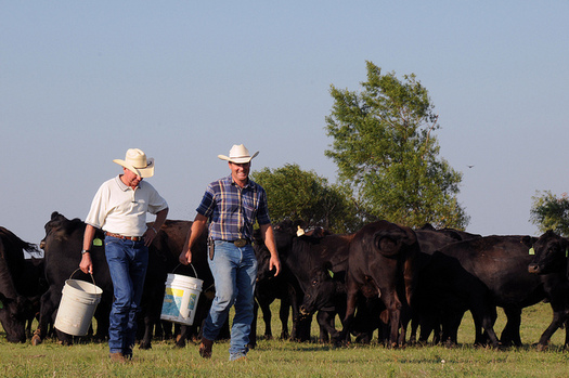 Some cattle producers say confusion at the grocery store over which beef is, and is not, produced in the U.S. hurts their industry. (Alice Welch/USDA)