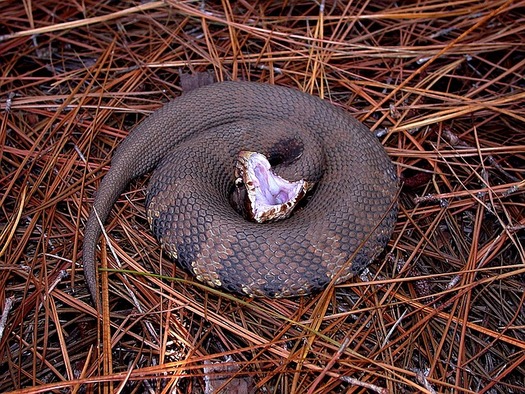 Snakes, like the water moccasin, can easily be stepped on, causing them to strike. (FotoshopTofs/Pixabay)