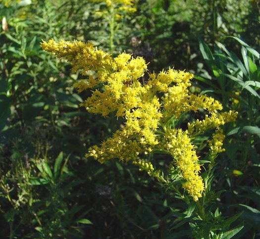 Climate change is increasing both ragweed pollen and ozone levels, according to a new report. (mensatic/morguefile)