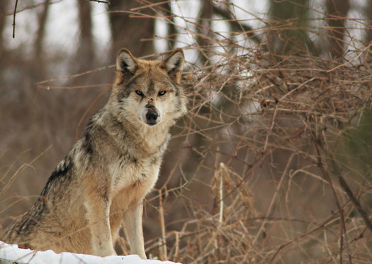 Conservation groups say New Mexico and Arizona are at a tipping point for the recovery of Mexican gray wolves in the wild. (Defenders of Wildlife)