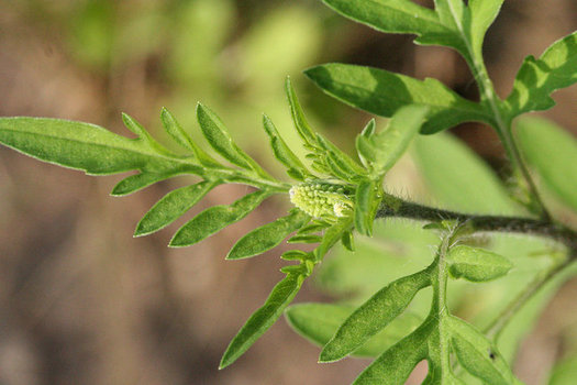 Ragweed pollen and high ozone levels linked to climate change are getting worse, according to a new report. (R. A. Nonenmacher)