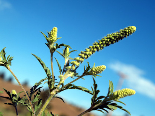 Ragweed thrives with higher concentrations of carbon dioxide. (Jim Pisarowicz/NPS)