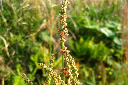 Ragweed can exacerbate asthma symptoms, and Ohio has plenty of it. (f99aq8ove/Flickr)