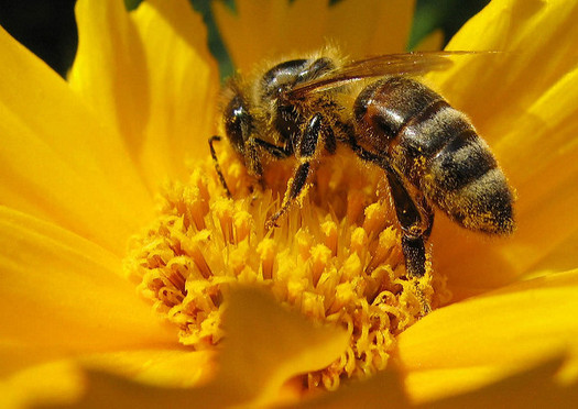 Bees are important pollinators for plants and flowers, but in the past year, populations nationwide have dropped by one-third. (Andreas/Flickr)