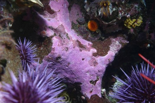 Purple Coral thrives in the Farallones National Marine Sanctuary off the California coast, which is under federal review. (Dr. Steve Lonhart)