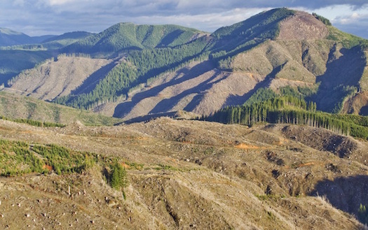 Pesticides are usually sprayed from aircraft in the clear-cutting of forests near the Siletz River. (Rio Davidson/Lincoln County Community Rights)