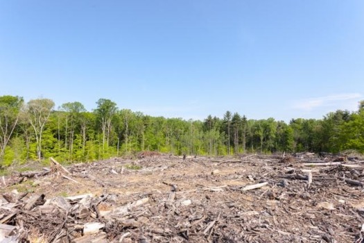 A clearcut in Pike State Forest in southwestern Indiana. (Greg Clarke)