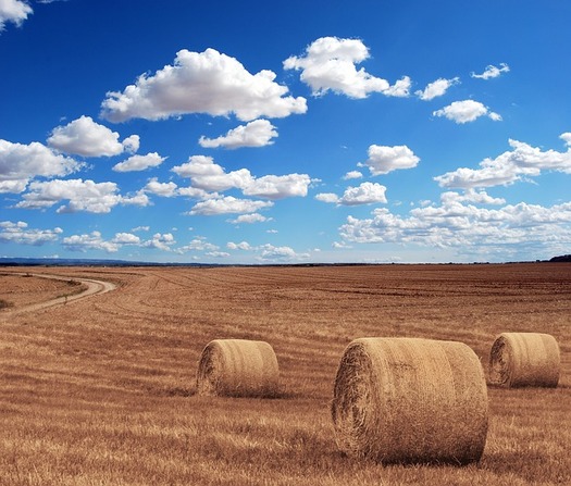 A global glut of grain is one of the key contributors to the economic downturn in farming. (Michal Jarmoluk/Pixabayy)