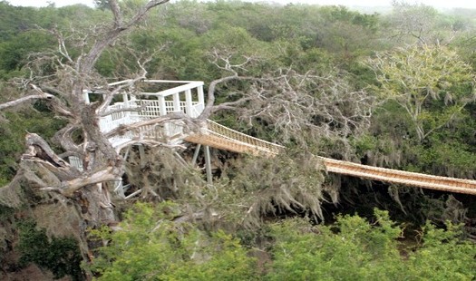 An observation platform sits above the tree canopy in the 2,088-acre Santa Ana National Wildlife Refuge. Advocates say building a border wall through this area would destroy the habitat of endangered species and migrating birds. (U.S. Fish and Wildlife Service) 