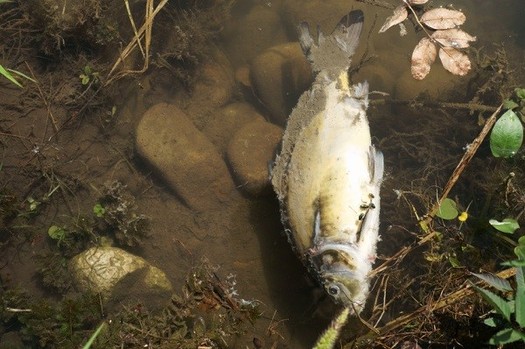 Environmental groups say Indiana waterways polluted by runoff from factory farms are just one reason they're pushing for tougher regulations. (hec.org)