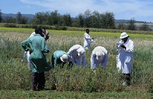 Too much carbon dioxide in the air is robbing crops of nutrients. (usda.gov)