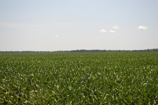 For the first time, the soybean crop in Minnesota this year is as big as the corn crop. (United Soybean Board)