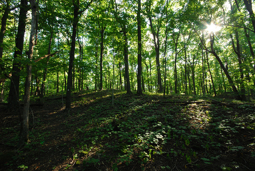 Carbon-offsetting programs benefit forests, which capture carbon and help fight climate change. (Joshua Mayer/Flickr)