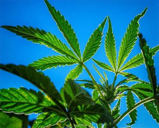 Debate over marijuana continues, even in states where voters have approved it. (cdc.gov)
