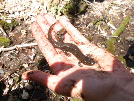 The Southern Appalachian Highlands Conservancy helped protect the Weaverville watershed that provides drinking water and a home to thousands of wildlife. (SAHC)