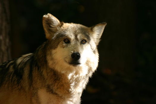 Proponents of Mexican wolves say they are an invaluable part of their ecosystems, helping to control diseases and providing food and shelter for hundreds of other species. (Brian Gratwicke/Wikimedia Commons)