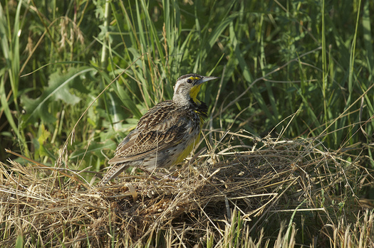 Researchers say conservation provisions in the Farm Bill have helped stabilize some grassland bird populations, including the western meadowlark. (bwinesett/Flickr)