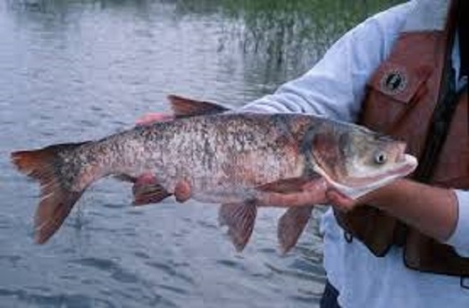 This summer, an eight-pound silver carp was captured just nine miles from Lake Michigan. (dnr.gov)