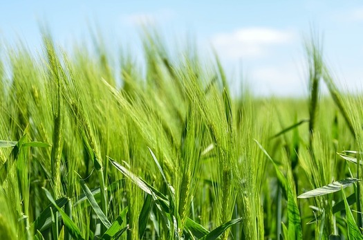 Grain prices are low and production costs are high, but Iowa farmers are still focused on land stewardship. (Pixabay)