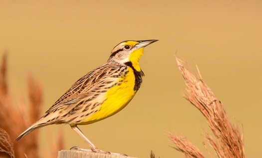 Grassland birds suffered a nearly 50 percent population drop before easements were introduced in 2003. (nwf.org)