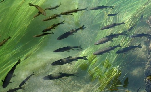 Wildlife advocates say trout need clean, cold water and healthy habitat to enable young fish to hide and bigger fish to spawn. (Pixabay)