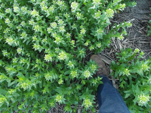 Iowa researchers studied cover crops ranging from turnips to radishes to pennycress, as seen here. (Practical Farmers of Iowa)