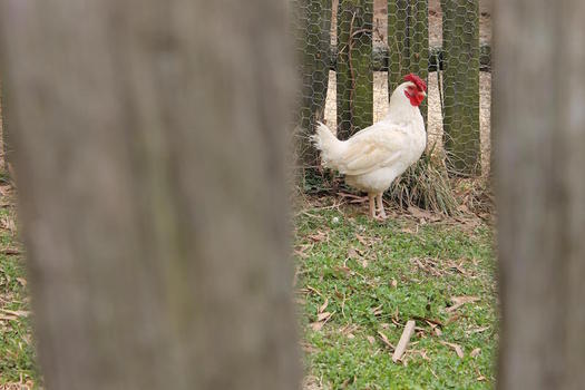 The CDC warns against kissing or hugging poultry kept as pets to help prevent salmonella. (thebrassglass/morguefile)