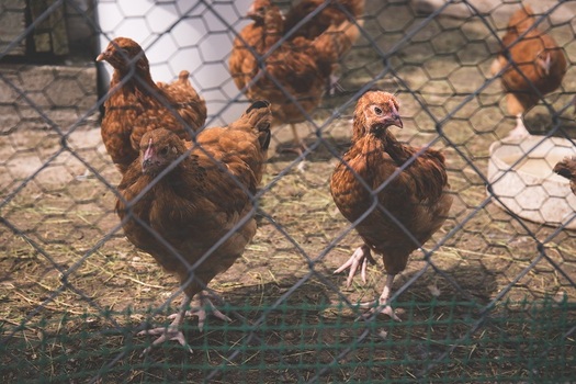 Backyard chicken flocks are becoming more popular with the rise of organic foods. (freestocks.org)