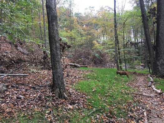 Logging has caused erosion at Yellowwood State Forest. (ifa.org)