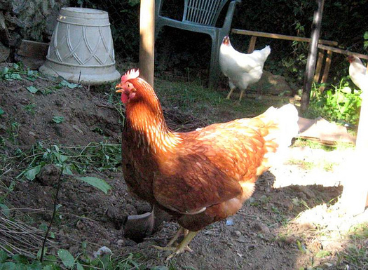 People should change their clothes in shoes after cleaning chicken coops, health experts say. (Steven-L-Johnson/Flickr)