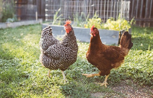 Many chickens that are sold at the local feed store come from large factory farms. (cdc.gov)