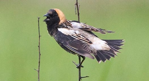 One of the grassland birds that's seen a rebound in Indiana and the Midwest is the bobolink. (ohio.gov)