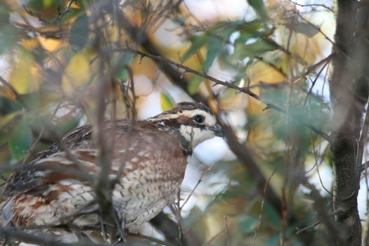 The northern bobwhite is one of America's most popular and widely distributed game birds. (illinois.gov)