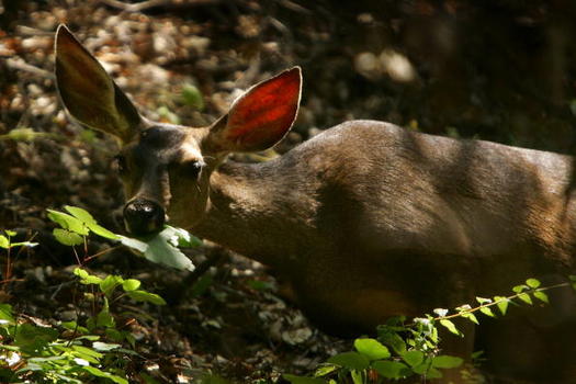 Mule deer herds have declined by 40 percent around the heavily developed gas fields near Pinedale. (Getty Images)