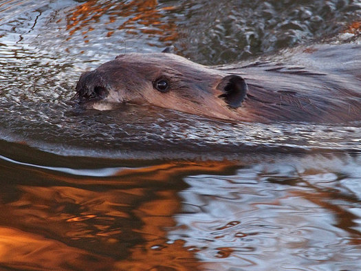 Beaver dams have been used to lower stream temperatures and restore water levels in arid parts of the West. (ramendan/Flickr)